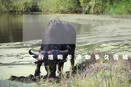 工行信用卡逾期多久会被永久冻结