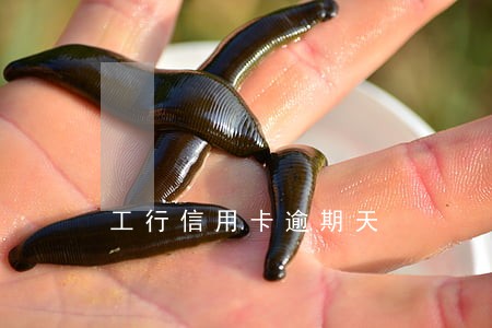 工行信用卡逾期天 工行信用卡逾期天