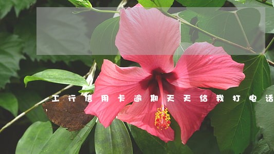工行信用卡逾期天天给我打电话 工行信用卡逾期天天给我打电话