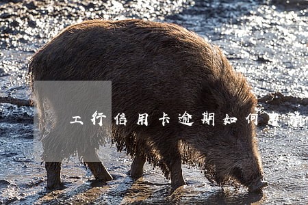 工行信用卡逾期如何申请减免 工行信用卡逾期如何申请减免