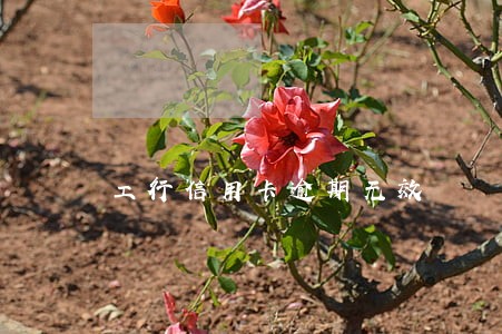 工行信用卡逾期无效 工行信用卡逾期无效