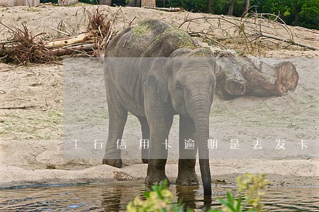 工行信用卡逾期是去发卡行协商吗
