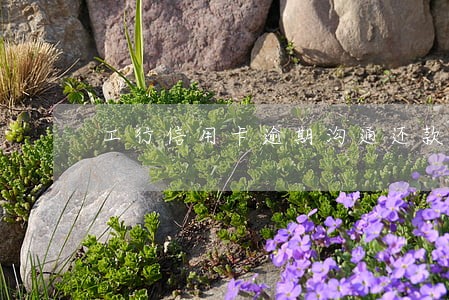 工行信用卡逾期沟通还款 工行信用卡逾期沟通还款