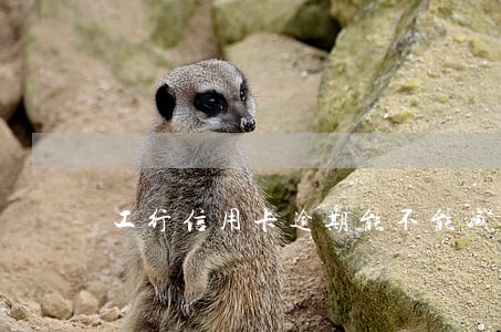 工行信用卡逾期能不能减免利息 工行信用卡逾期能不能减免利息