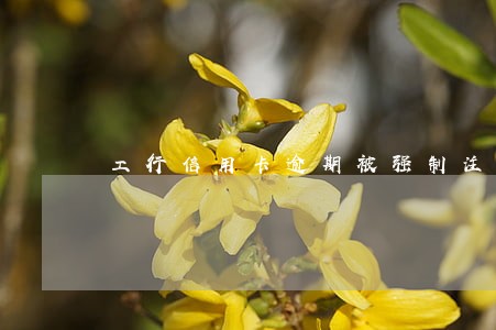 工行信用卡逾期被强制注销 工行信用卡逾期被强制注销