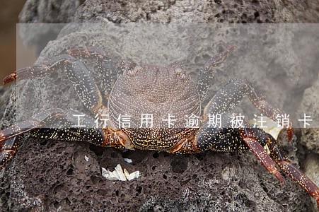 工行信用卡逾期被注销卡 工行信用卡逾期被注销卡