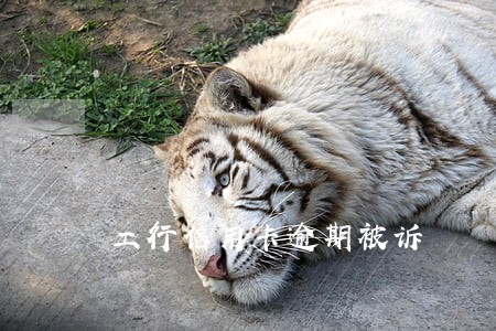 工行信用卡逾期被诉 工行信用卡逾期被诉