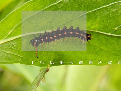 工行信用卡逾期还款还不进去