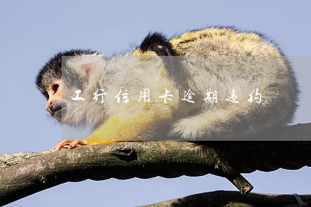 工行信用卡逾期违约 工行信用卡逾期违约