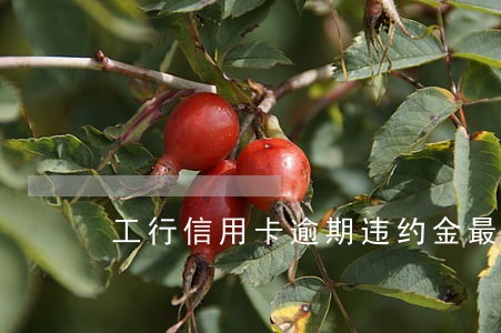 工行信用卡逾期违约金最高多少 工行信用卡逾期违约金最高多少