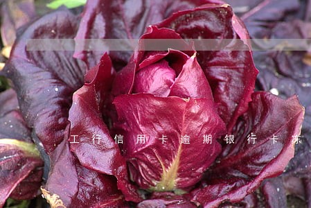 工行信用卡逾期银行卡冻结