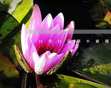 工行农行信用卡逾期 工行农行信用卡逾期