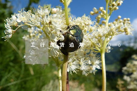 工行房贷逾期1500 工行房贷逾期1500