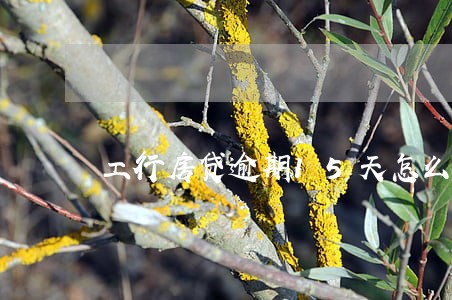 工行房贷逾期15天怎么办
