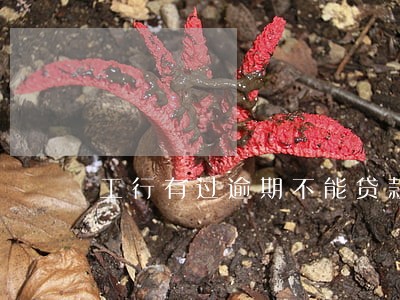 工行有过逾期不能贷款了 工行有过逾期不能贷款了