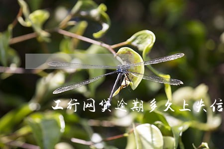 工行网贷逾期多久上失信名单 工行网贷逾期多久上失信名单