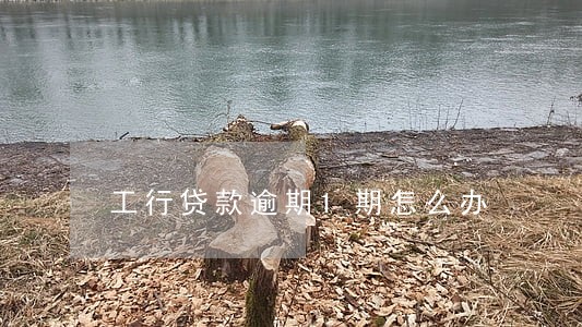 工行贷款逾期1期怎么办 工行贷款逾期1期怎么办