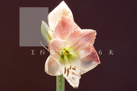 工行贷款逾期26天 工行贷款逾期26天