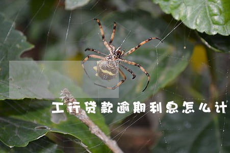 工行贷款逾期利息怎么计算 工行贷款逾期利息怎么计算