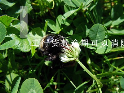 工行贷款逾期可以消除吗 工行贷款逾期可以消除吗