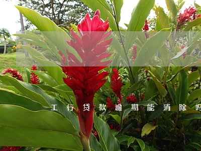 工行贷款逾期能消除吗 工行贷款逾期能消除吗