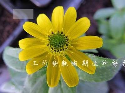 工行贷款逾期这种能办理 工行贷款逾期这种能办理