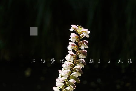 工行贷记卡逾期55天该怎么解决 工行贷记卡逾期55天该怎么解决