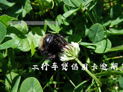 工行车贷信用卡逾期怎么算 工行车贷信用卡逾期怎么算