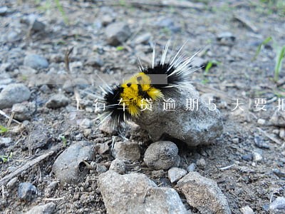 工行车贷逾期5天要扣违约金吗