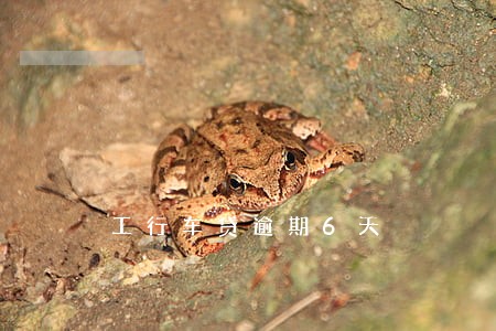 工行车贷逾期6天 工行车贷逾期6天
