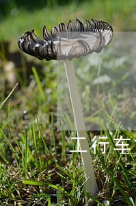 工行车贷逾期98天