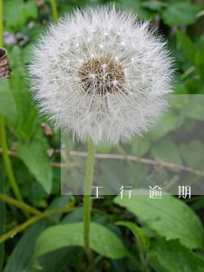 工行逾期3个月最低还款吗 工行逾期3个月最低还款吗