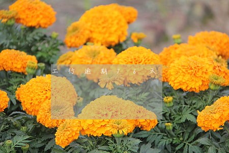 工行逾期76天 工行逾期76天