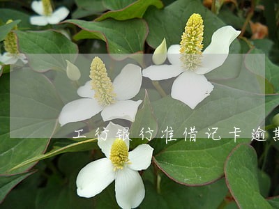 工行银行准借记卡逾期须知 工行银行准借记卡逾期须知