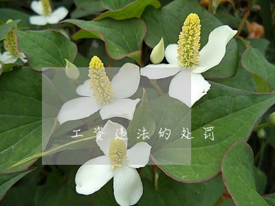 工资违法的处罚 工资违法的处罚