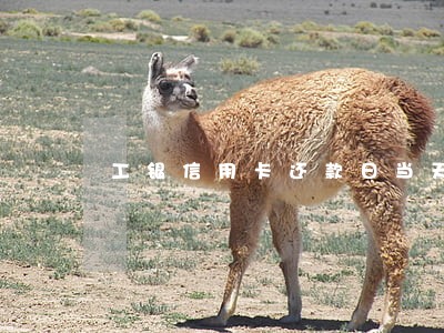 工银信用卡还款日当天算逾期吗 工银信用卡还款日当天算逾期吗