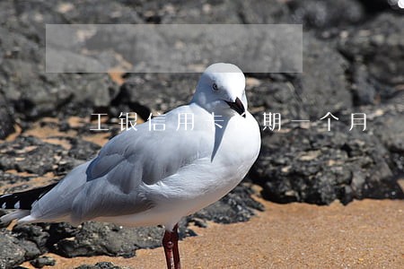 工银信用卡逾期一个月 工银信用卡逾期一个月