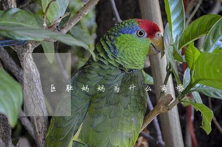 巨肚妈妈为什么离婚