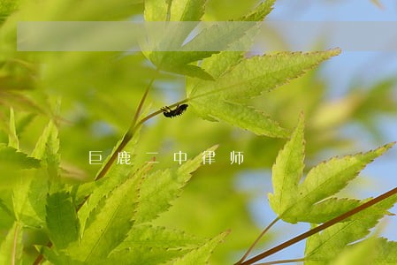 巨鹿二中律师 巨鹿二中律师