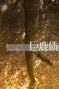 巨鹿债务诉讼律师费用 巨鹿债务诉讼律师费用