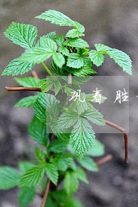 巩春胜律师 巩春胜律师