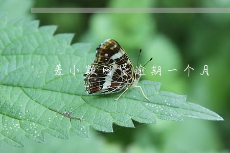 差小额网贷逾期一个月 差小额网贷逾期一个月