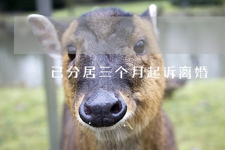 已分居三个月起诉离婚 已分居三个月起诉离婚