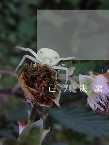 已判决离婚原告能否上诉不离 已判决离婚原告能否上诉不离