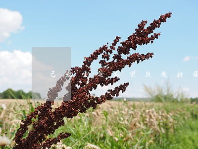 已发生逾期贷款做担保 已发生逾期贷款做担保
