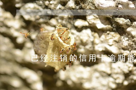 已经注销的信用卡逾期能消除吗 已经注销的信用卡逾期能消除吗