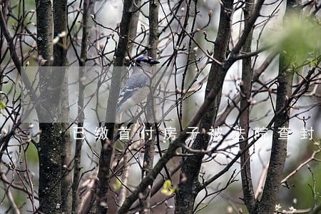 已缴首付房子被法院查封