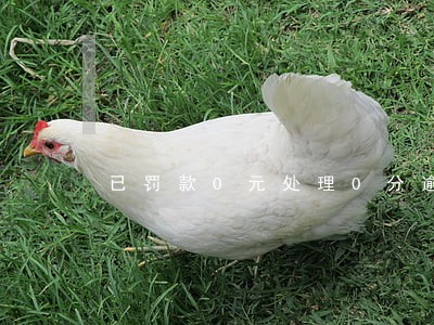 已罚款0元处理0分逾期怎么处理 已罚款0元处理0分逾期怎么处理