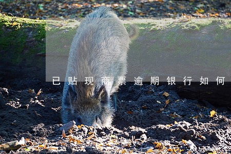 已贴现商票逾期银行如何追索