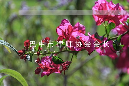巴中市律师协会会长